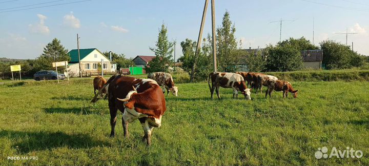 Крупно рогатый скот