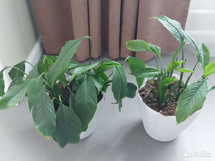 Спатифиллум