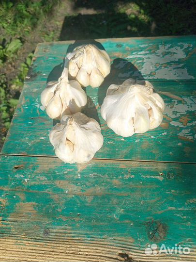 Чеснок Белый лебедь