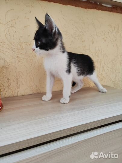 Суперский котёнок
