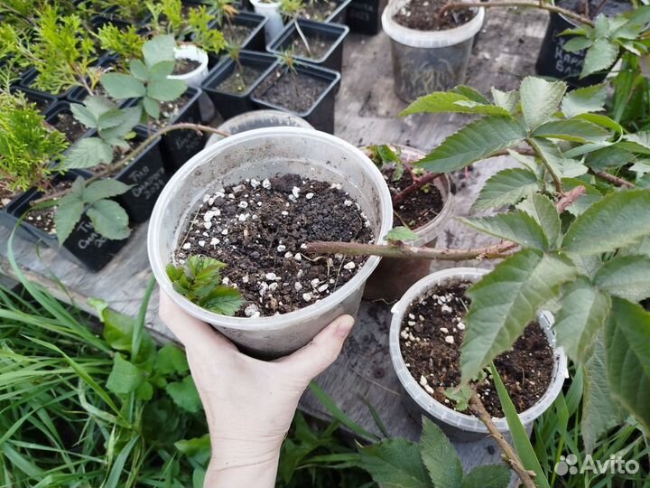 Ежевика саженцы Карака блэк