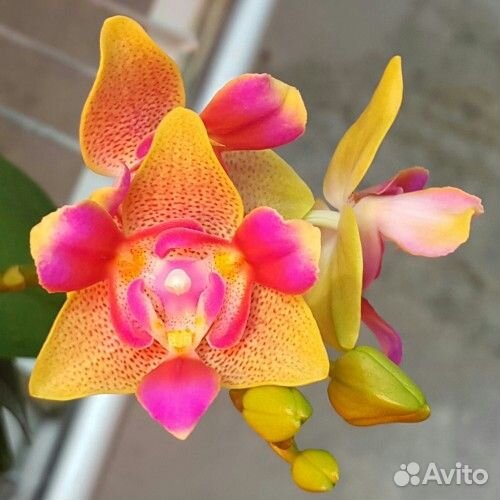 Орхидея фаленопсис пелорики бабочки нецветущие