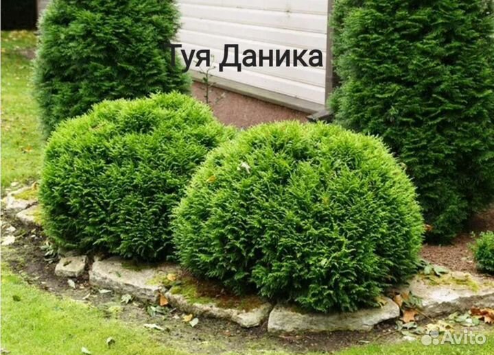 Туя Даника (саженец )