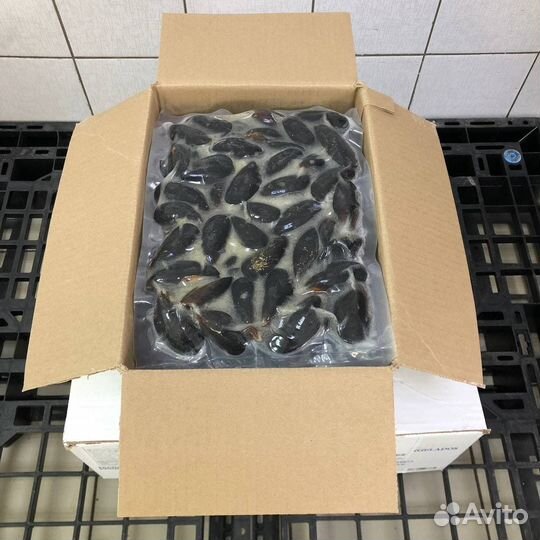 Мидии Голубые в раковине