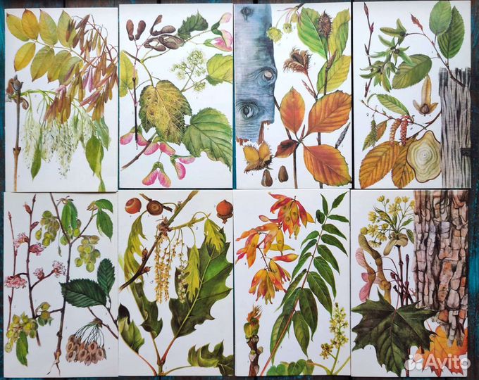 Ботанические иллюстрации деревья