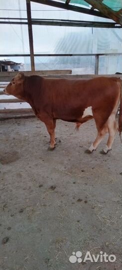 Быки на племя