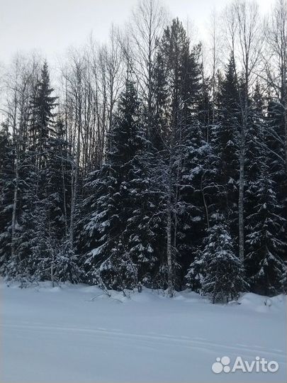 Прогулки на снегоходах в Архангельске