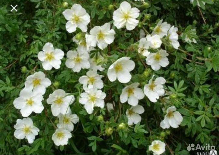 Лапчатка белая