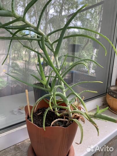 Алоэ лечебный