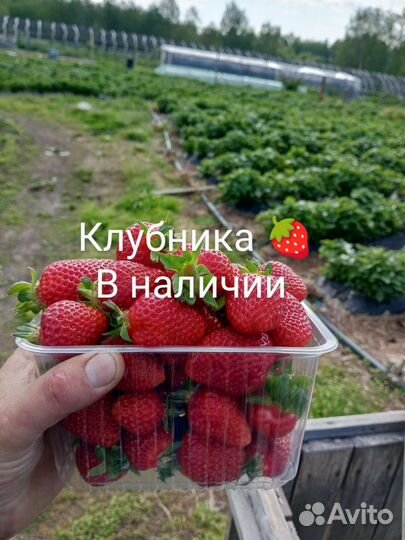 Клубника свежая Рязань Предзаказ
