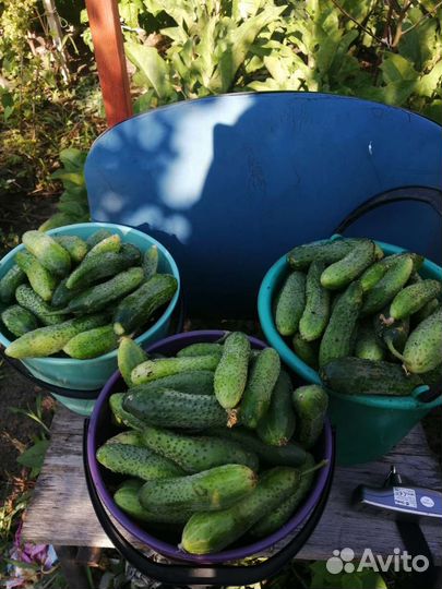 Огурцы свежие домашние