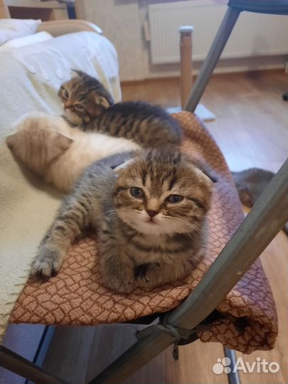 Шотландская вислоухая