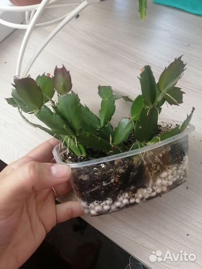 Красивый декабрист