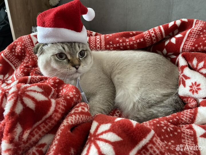 Кот для вязки