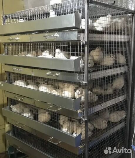 Перепела (тушка)