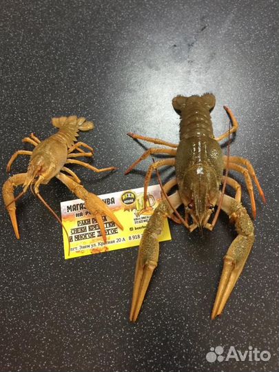 Живые и вареные раки