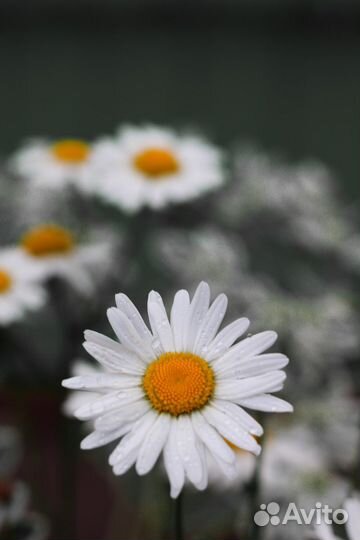 Сanon 1300d + объектив 50mm