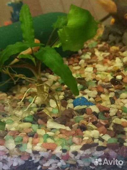 Сомики анцитрусы