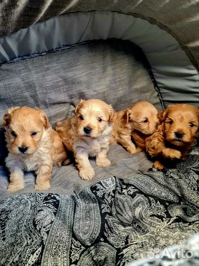 Мальтипу f1 mini