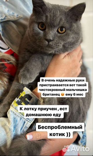 Британский кот в добрые руки