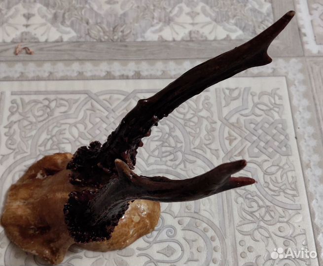 Продам рога косули
