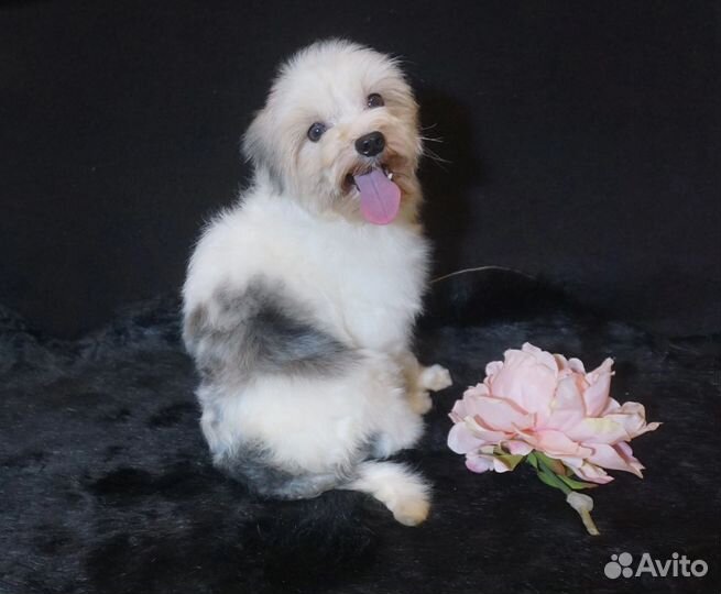 Цветной йорк мальчик блюберри взрослый