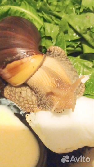 Улитка ахатина