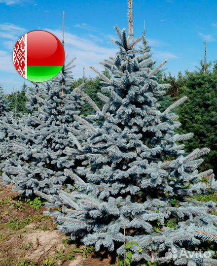 Ель голубая 1,5-1,8 м