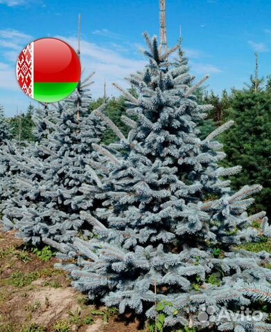 Ель голубая 1,5-1,8 м