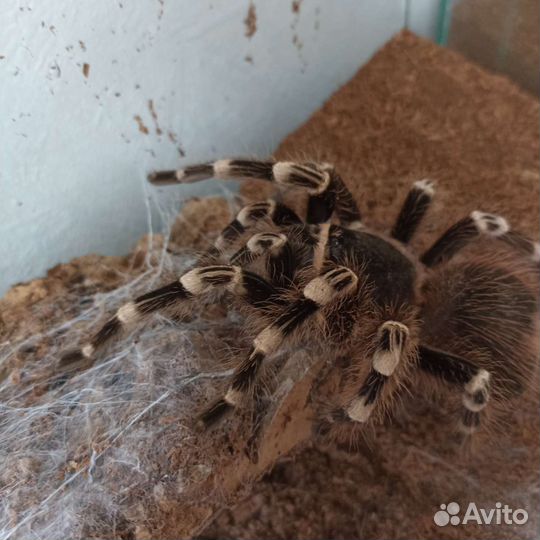 Пауки птицееды