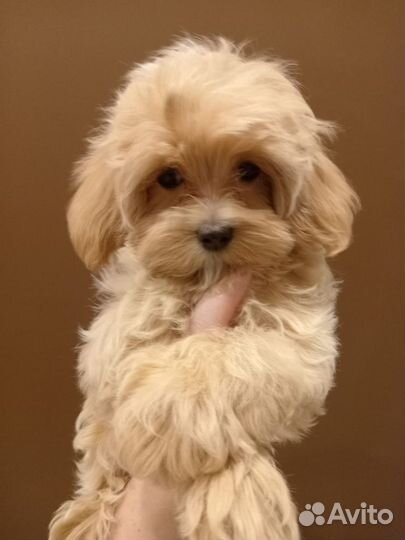 Девочка Мальтипу ф1 мини