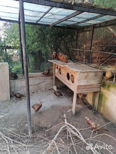 Фазан охотничий