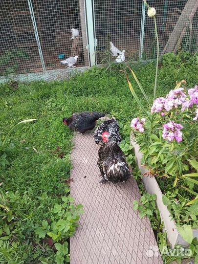 Карликовые кохи