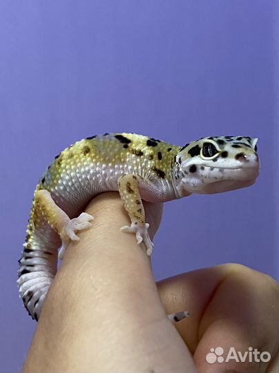 Эублефар малыши