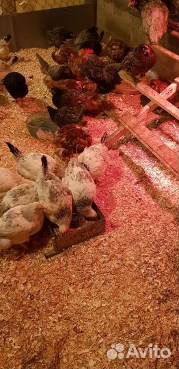 Куры несушки с доставкой