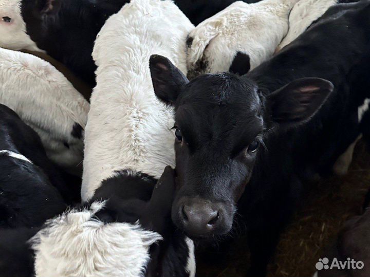 Телята бычки