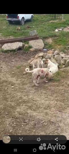 Щенки кавказской овчарки