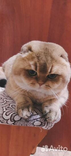 Шотландская