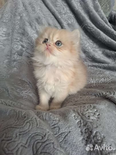 Британские котята