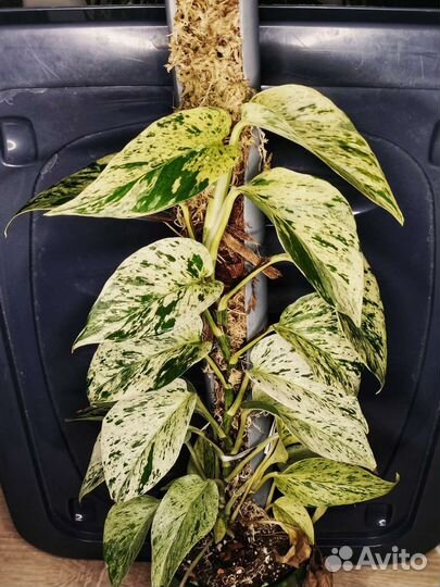 Сциндапсус марбл квин