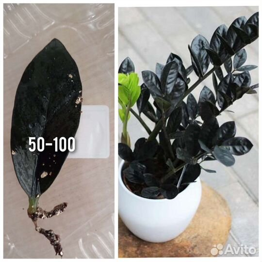 Комнатные цветы Маранта Замиакулькас чёрный равен