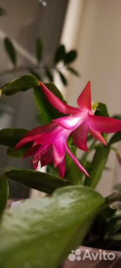 Декабрист шлюмбергера фуксия, розовый