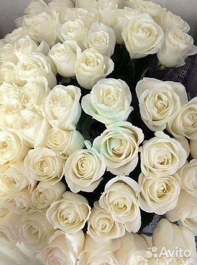 Высокие Розы с Доставкой