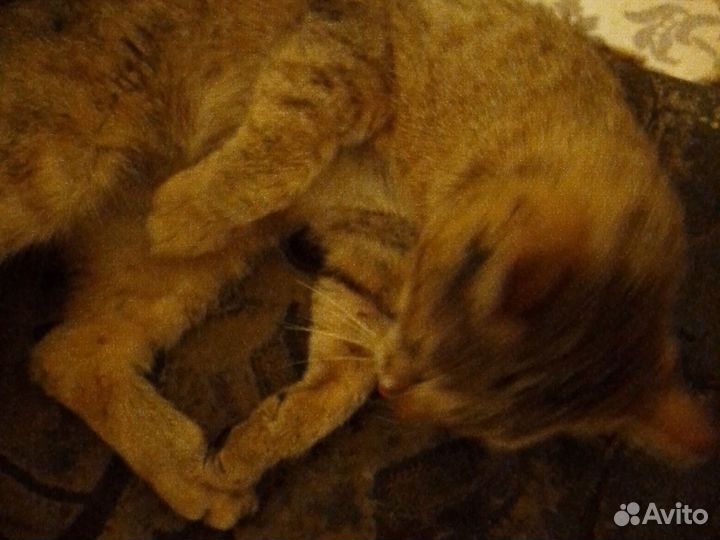 Помогите коту