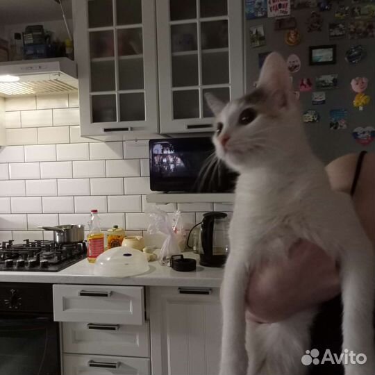 Кошки в добрые руки