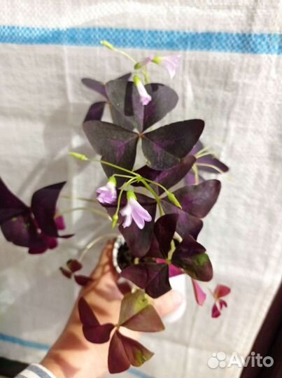 Кислица оксалис