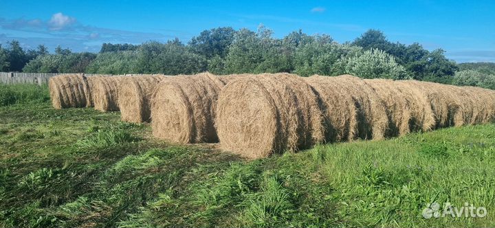 Продам сено в рулонах