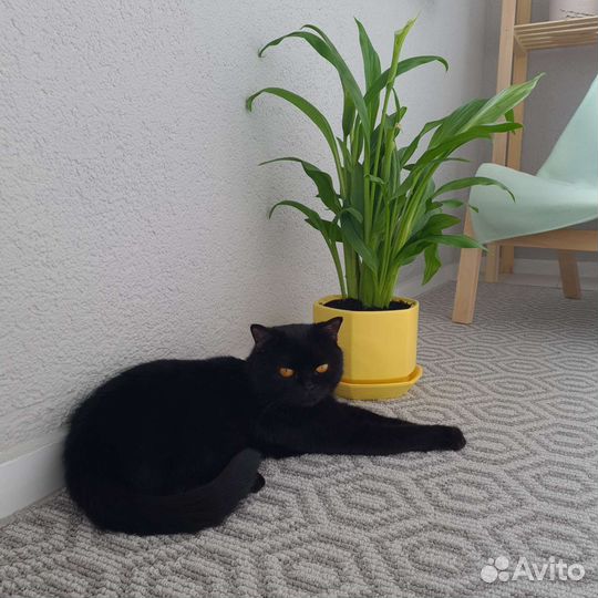 Британская кошка
