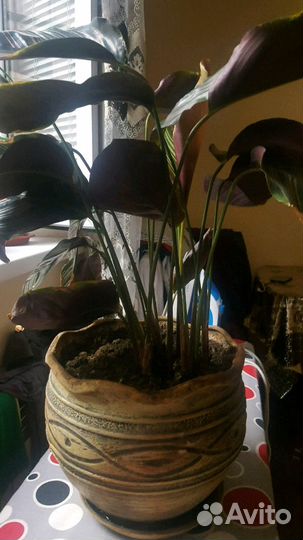 Фикус,аллое,архидея,и др