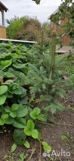 Ель из питомника